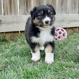Jam - Black tri-color female Australian Shepherd puppy in Ashland, Ohio from SS Australian Shepherds
