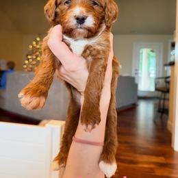Goldendoodle Puppies from Salt and Sage Doodles