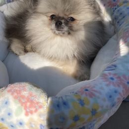 Pomeranian Puppies from Angelina Shishko