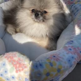 Pomeranian Puppies from Angelina Shishko