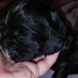 Cocker Spaniel Puppies from RNA Cockers