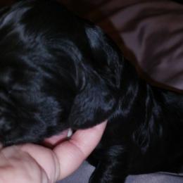 Cocker Spaniel Puppies from RNA Cockers