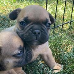 French Bulldogs from Sherry's Frenchies