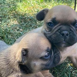 French Bulldogs from Sherry's Frenchies