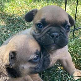 French Bulldogs from Sherry's Frenchies