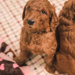 Goldendoodle Puppies from Bear Ridge Doodles