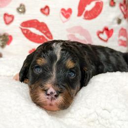 Nancy - Tri-color female Bernedoodle puppy in Kilgore, Texas from Furry Tail Doodles
