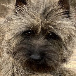 Nipsey - Cairn Terrier
