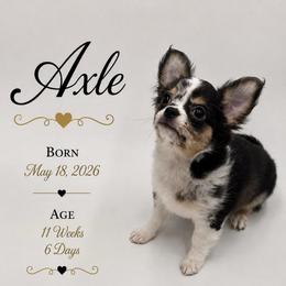 AKC Axle - Merle male Chihuahua puppy in Columbus, Nebraska from Prancy Pawz