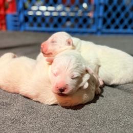 River - White male Great Pyrenees puppy in Pittsboro, Indiana from Blackmore Farm
