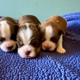 Havanese puppies from Petite Joie Puppies