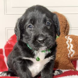 Billy - Black male Labradoodle puppy in Beecher, Illinois from Erica’s Doodles