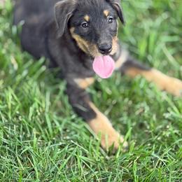 Lori - Merle female Assorted Doodle Crosses puppy in Ohio from Holley Doodles