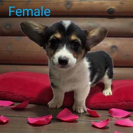 Tri Female - Black and tan female Pembroke Welsh Corgi puppy in Unicoi, Tennessee from East Tennessee Clark Corgis