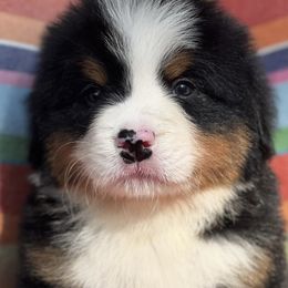 Bernese Mountain Dog Puppies from Brenda Kranish