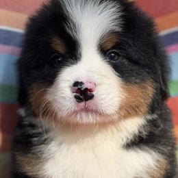 Bernese Mountain Dog Puppies from Brenda Kranish