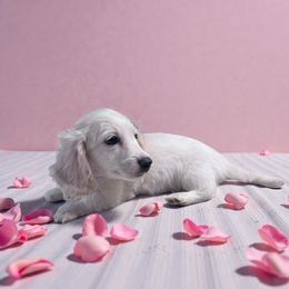 Spice - Cream female Dachshund puppy in Oregon from Bailey’s Dachshunds