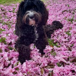 Harley - Australian Labradoodle