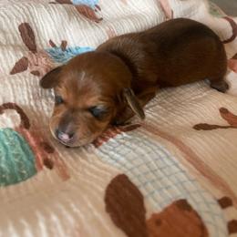 Oakley - Red male Dachshund puppy in Yuba City, California from The Navarro Furbabies