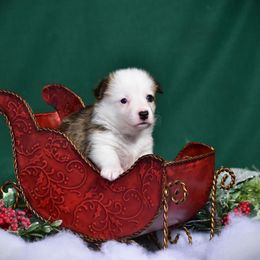 Boy 2 - Red Pembroke Welsh Corgi puppy in Gig Harbor, Washington from Pacific Northwest Pembroke Welsh Corgis