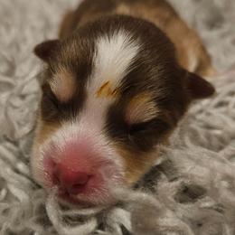 Copper - Red and white male Pomsky puppy in Stover, Missouri from Lx2 County Line Pomskies