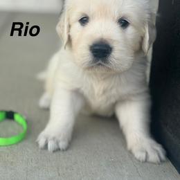 Rio - Light golden male Golden Retriever puppy in Piqua, Ohio from Golden’s of Remington Fields