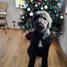 Chap - Poodle