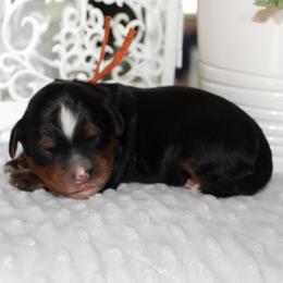 Onyx - Tri-color male Bernedoodle puppy in Eagle Mountain, Utah from Fur Real Puppies.