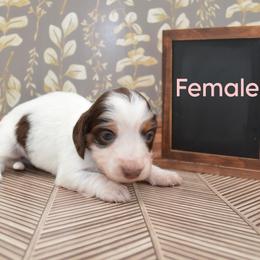 Dachshund Puppies from Geta Long Little Doggie