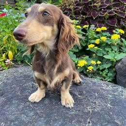 Rip - Dachshund