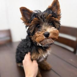 Max - Black and gold male Yorkshire Terrier puppy in Daleville, Indiana from Monarch Yorkshire Terriers