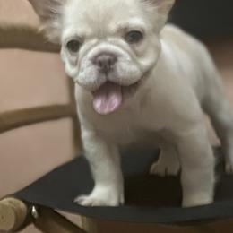 French Bulldog Puppies from Jasmine McMurtry