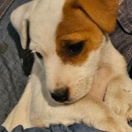 Loretta Lynn - Tan and white female Jack Russell Terrier puppy in California from Kimberlite