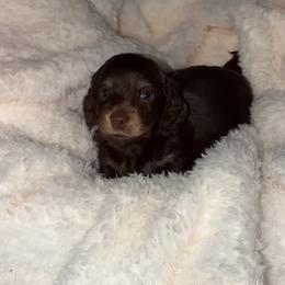 Ross - Chocolate and tan male Dachshund puppy in St. Cloud, Florida from White Oak Kennels