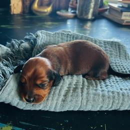 Phillip-AKC . PRA clear - Red male Dachshund puppy in Dover, Oklahoma from Freckles and Furballs