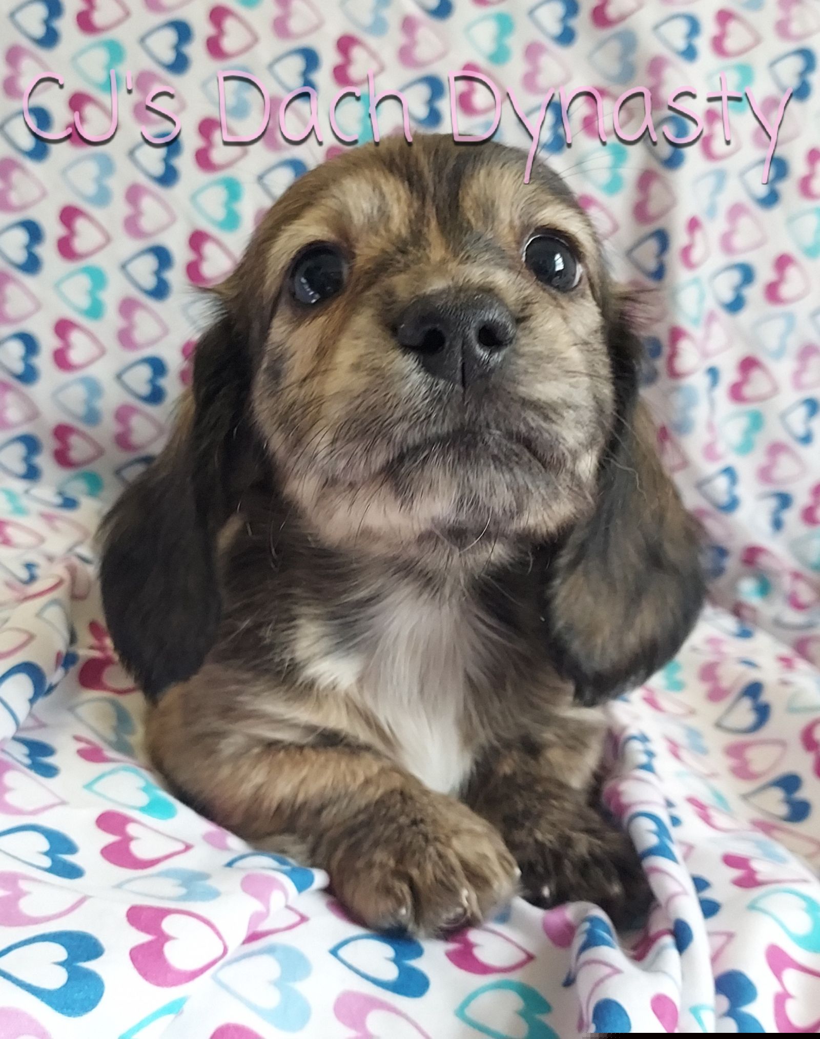 DOVE 4000 - Brindle female Dachshund puppy in Gatesville, Texas from CJ's Dach Dynasty