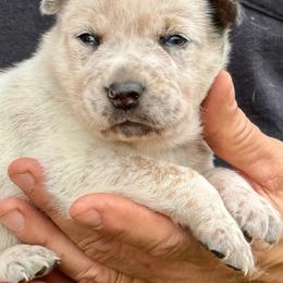 Boy 3 - Red speckled male Australian Cattle Dog puppy in Morton, Mississippi from Heart K Kennels