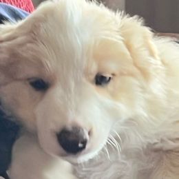 Border Collie Puppies from Buttonwillows Farm Border Collies