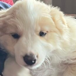 Border Collie Puppies from Buttonwillows Farm Border Collies