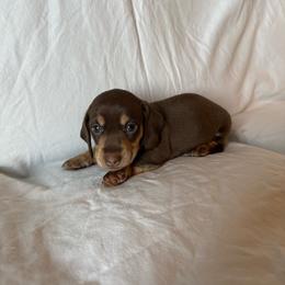 Darren - Chocolate and cream male Dachshund puppy in Perris, California from Doxie_pupps