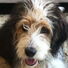 Bernedoodles, Old English Sheepdogs, and Sheepadoodles from American Doodles
