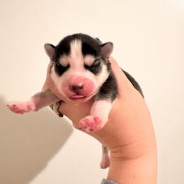 5 - Black and white female Pomsky puppy in La Verne, California from Red Cedar Pomskies