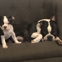 Boston Terriers from Saltese Acres Boston Terriers