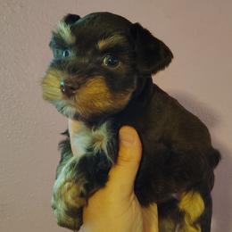Bella - Liver female Miniature Schnauzer puppy in Florida from Central Florida Schnauzers