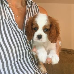 Cavalier King Charles Spaniel Puppies from Cane Creek Cavaliers