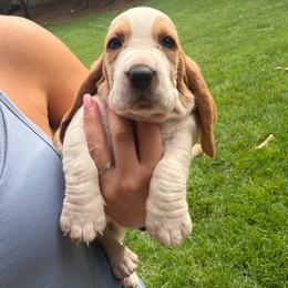 Black collar- Diego - Red and white male Basset Hound puppy in Park City, Kansas from Stegmans Basset Hounds