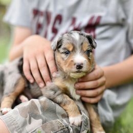 Australian Shepherd, Miniature Australian Shepherd, and Toy Australian Shepherd Puppies from Triple Lake Ranch Miniature Australian Shepherds