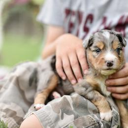 Australian Shepherd, Miniature Australian Shepherd, and Toy Australian Shepherd Puppies from Triple Lake Ranch Miniature Australian Shepherds