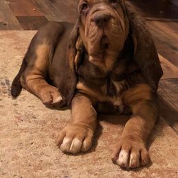 Bloodhound and Mastiff Puppies from Teoc Bloodhounds and Mastiffs