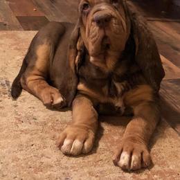 Bloodhound and Mastiff Puppies from Teoc Bloodhounds and Mastiffs
